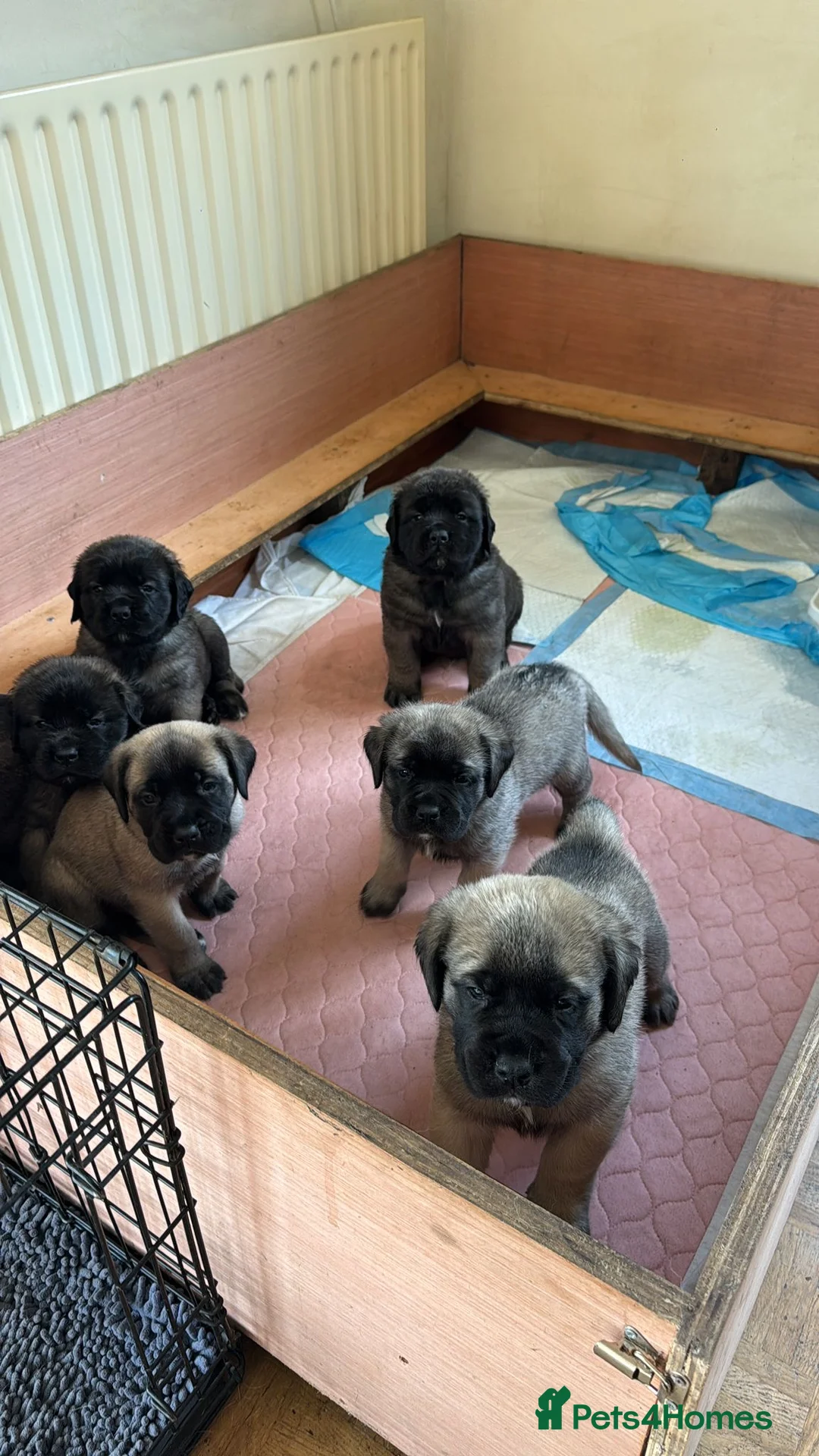 Mastiff dogs for sale: Kc registered old English mastiff puppies - Advert 2