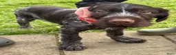 German Wirehaired Pointer dogs for sale: German wiredhaired pointer pups  - Advert 4