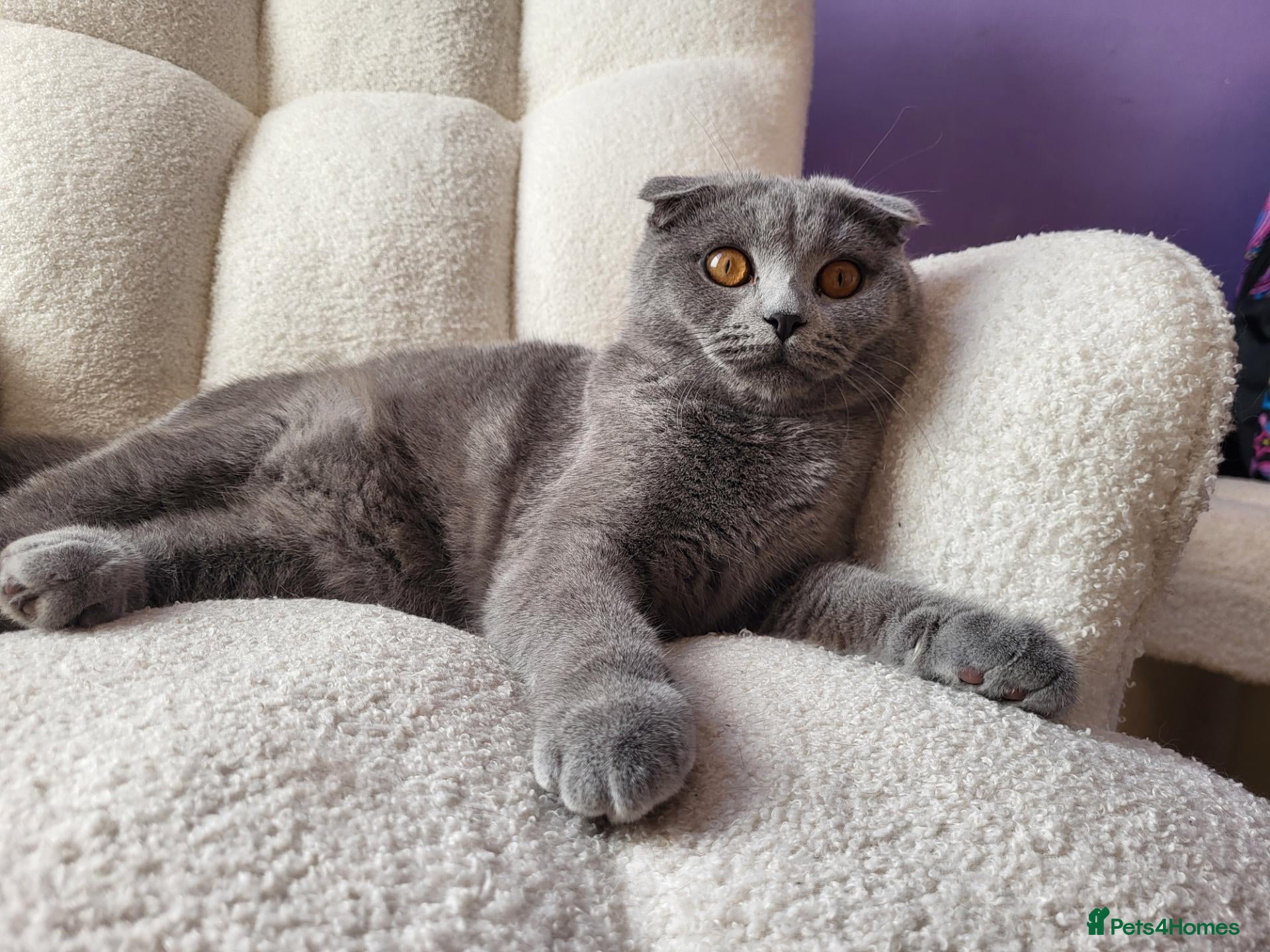 Scottish Fold cats for sale: Scottish fold kitten for sale - Advert 2