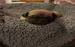 Mixed Breed dogs for sale: French bulldog cross  - Image 4
