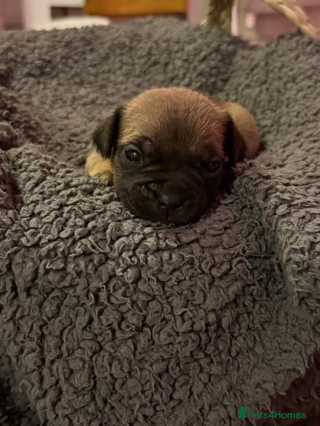 Mixed Breed dogs for sale: French bulldog cross  - Image 4