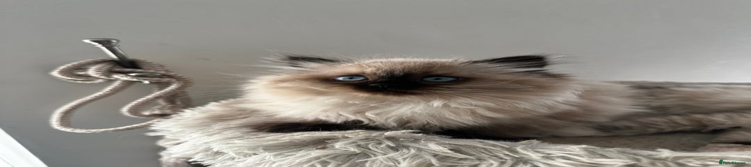Ragdoll Kitten 1