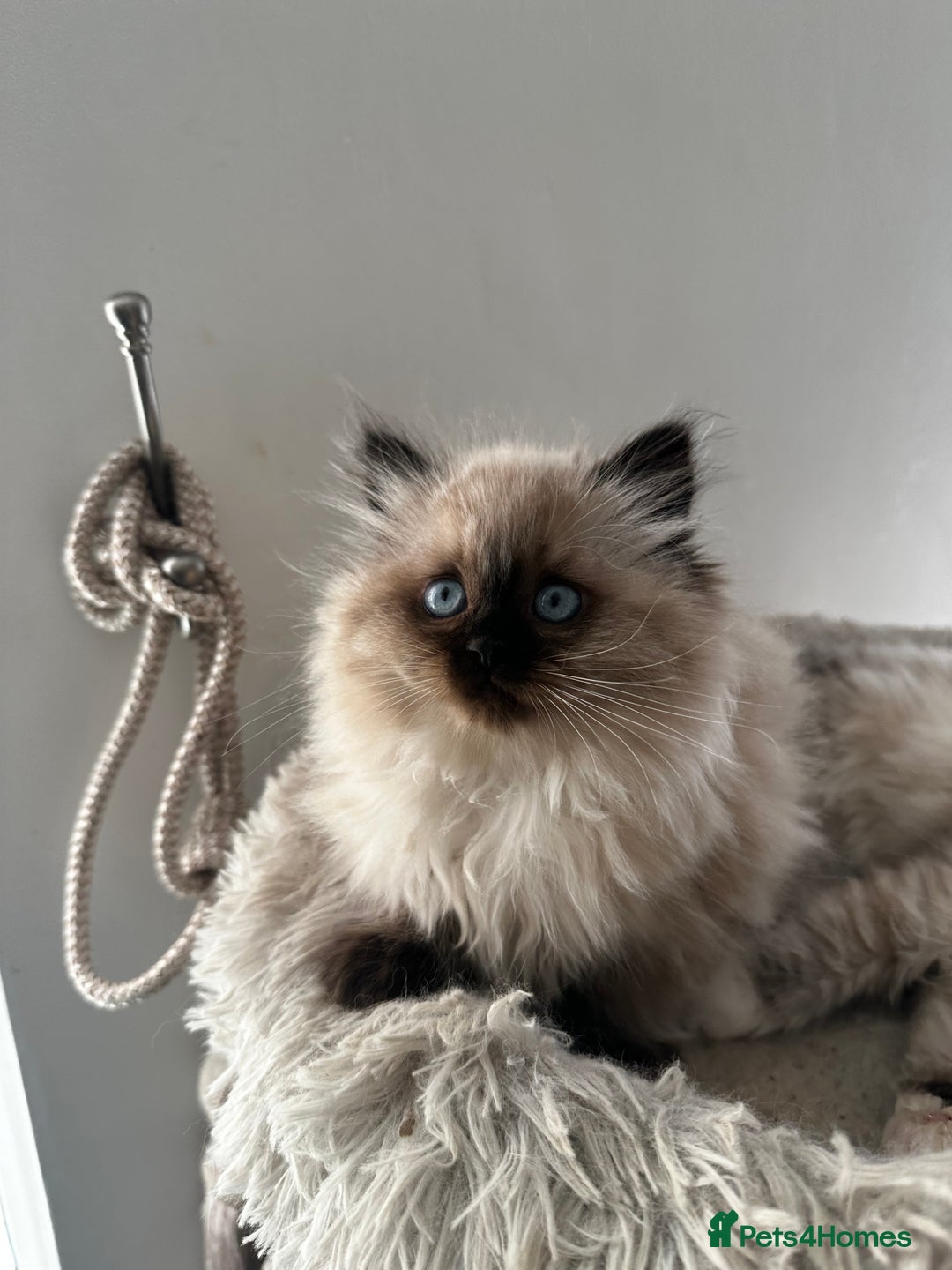 Ragdoll cats for sale: Beautiful Purebred Ragdoll Kittens  - Image 5