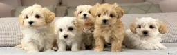 Maltipoo dogs for sale: A BEAUTIFUL ARRAY OF COLOURS AND LOVELINESS  - Advert 10
