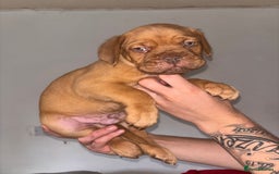 Dogue De Bordeaux dogs for sale: Beautiful Dogue De Bordeaux Pups  in Nottingham - Image 7