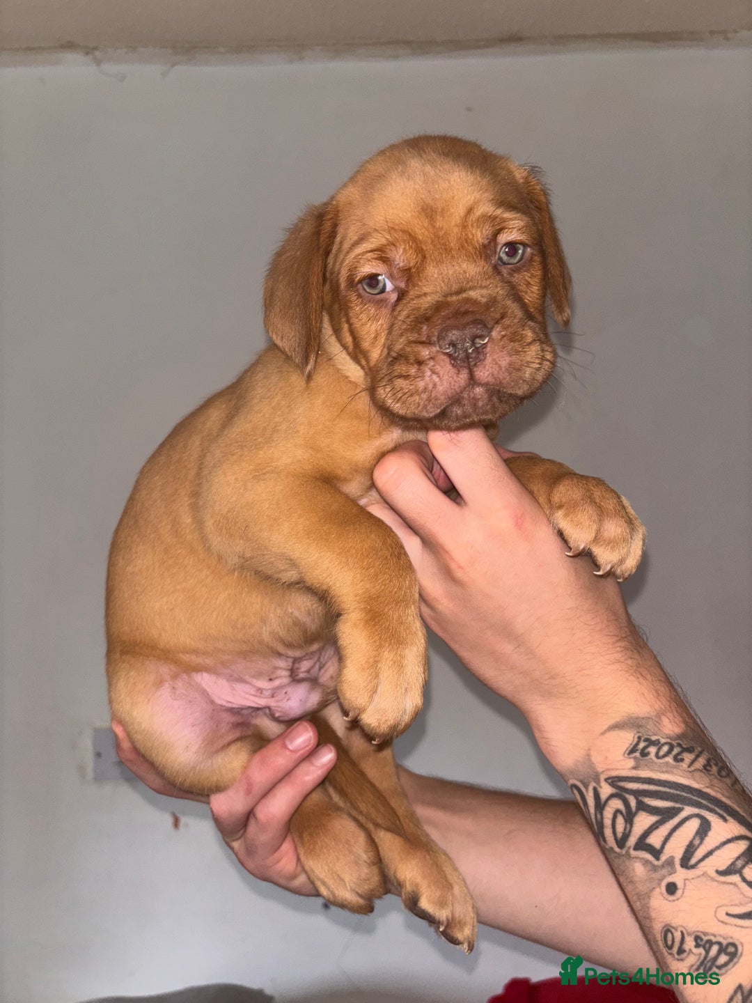 Dogue De Bordeaux dogs for sale: Beautiful Dogue De Bordeaux Pups  in Nottingham - Image 7
