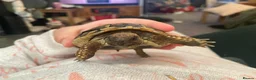 Hermann Tortoise reptiles for sale: Hermann tortoise complete setup in Maesteg - Advert 1