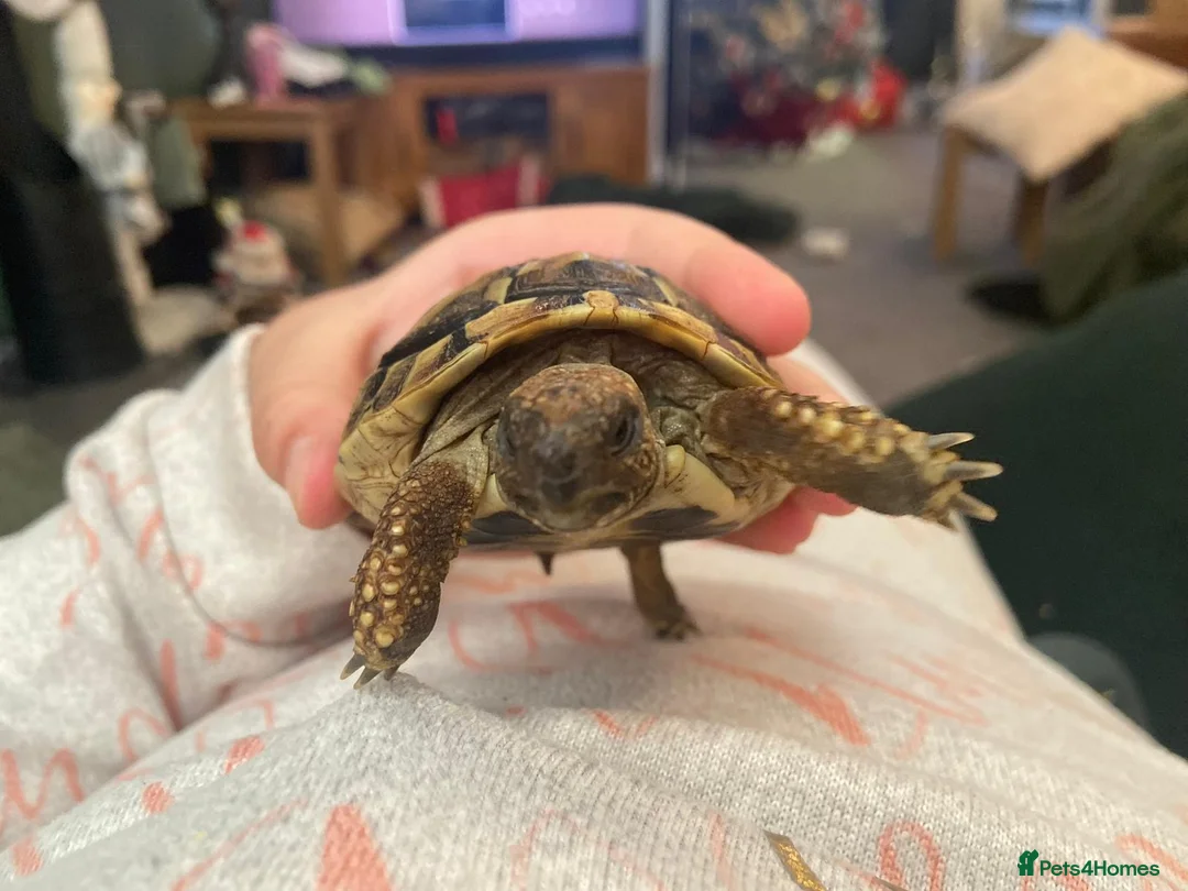 Hermann Tortoise reptiles for sale: Hermann tortoise complete setup in Maesteg - Advert 1