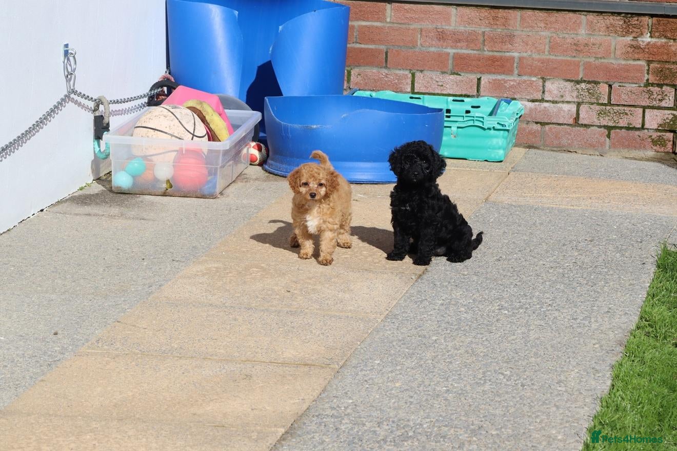 Cockapoo dogs Beautiful Cockapoo puppies for sale  - Advert 1