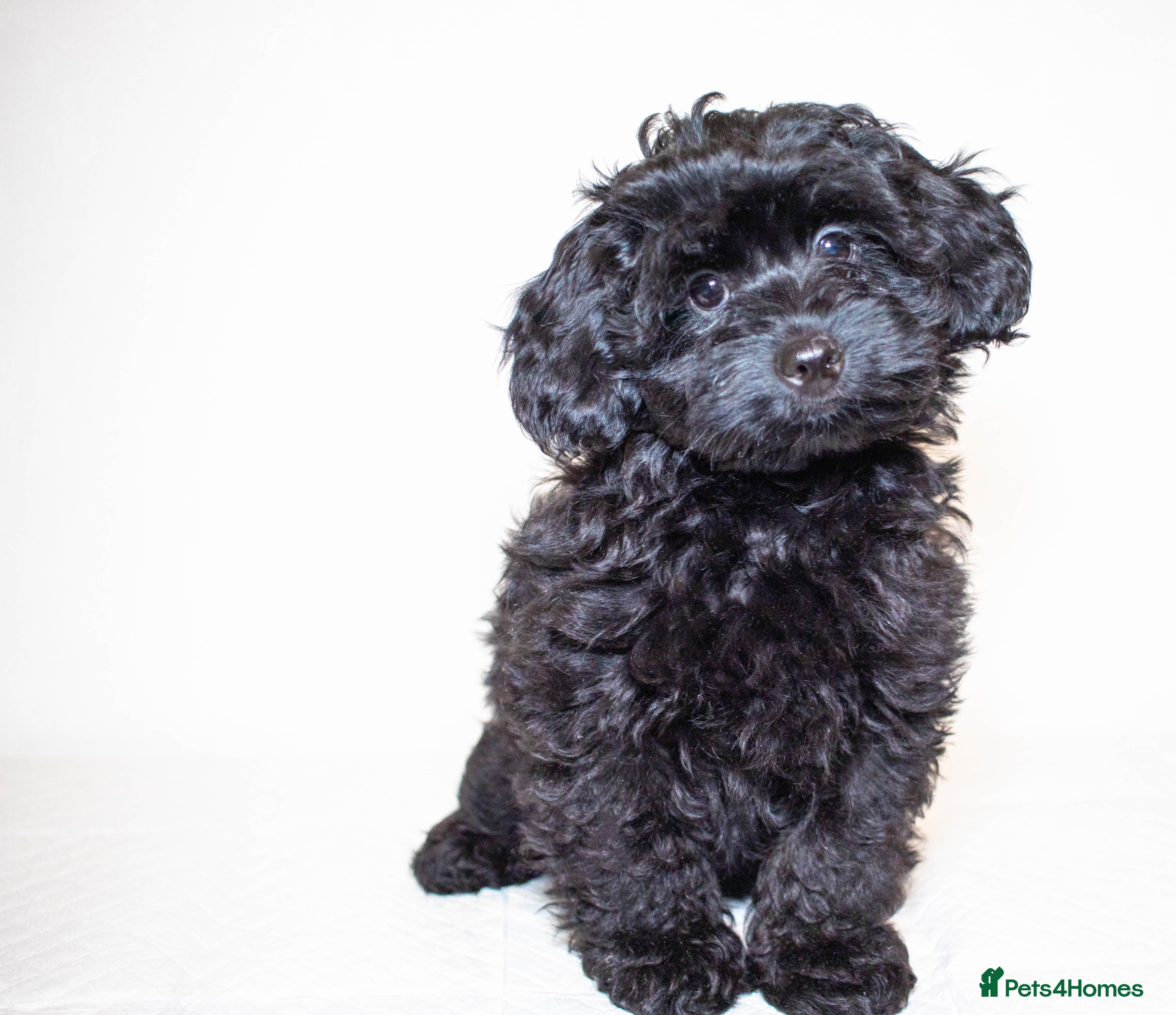 Mixed Breed dogs Toy poodle x Havanese.  F1. Boy.  - Advert 1