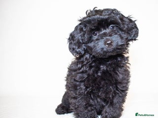Mixed Breed dogs Toy poodle x Havanese. F1. Boy. - Advert 8