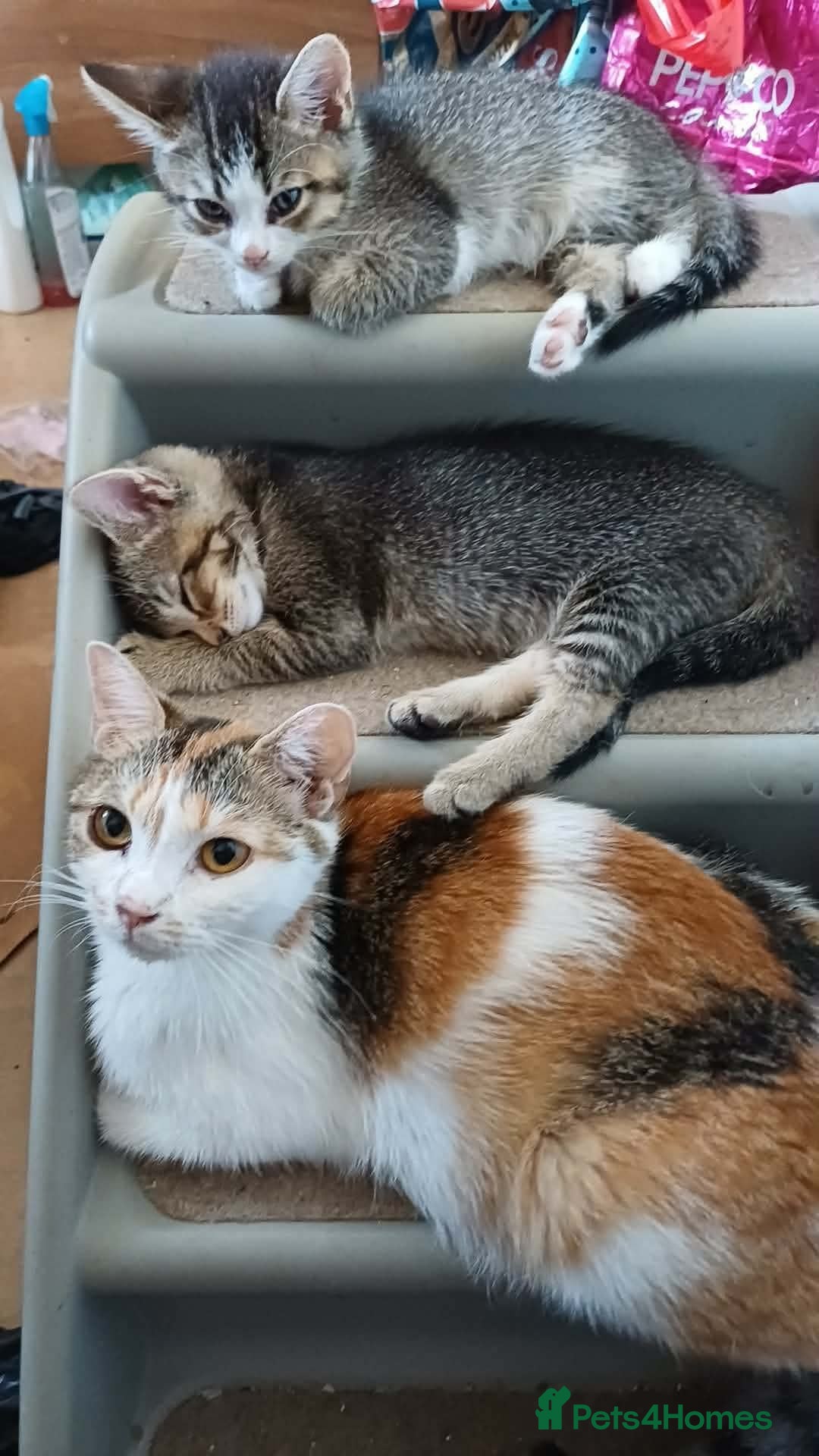 Mixed Breed cats Kittens  - Advert 2