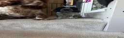 Cocker Spaniel dogs for sale: The Perfect Mix Show x Working - Advert 6