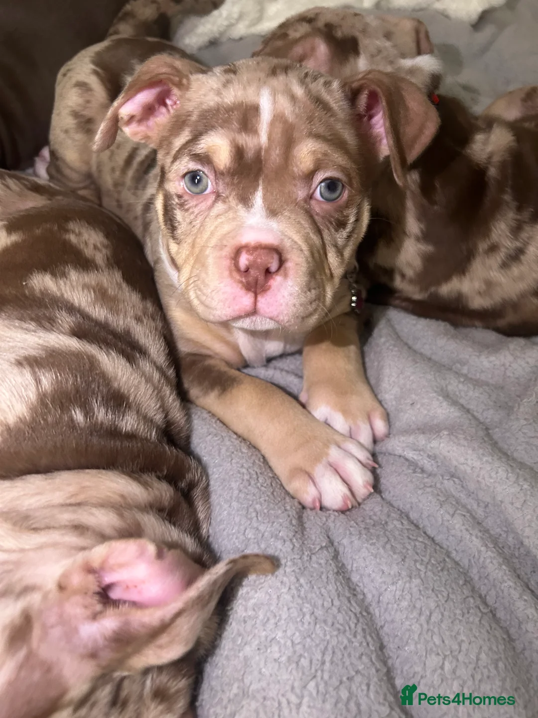 American Bully dogs for sale: 4 beautiful girl bully’s ready to go  - Advert 22