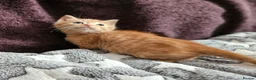 Mixed Breed cats for sale: Persain X Domestic Available  - Advert 17