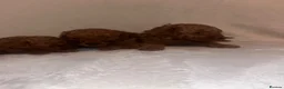 Cavapoo dogs for sale: Beautiful deep red Cavapoo puppies  - Advert 20