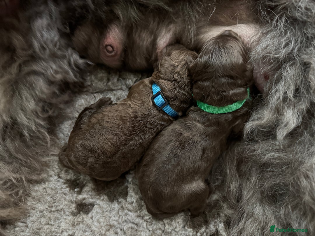 Labradoodle dogs for sale: F4 Standard Labradoodles (Fully Health Tested) - Image 3