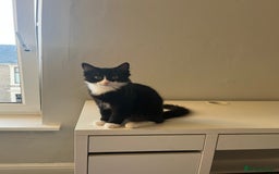 Domestic Shorthair cats for sale: Male kitten for sale - Image 6