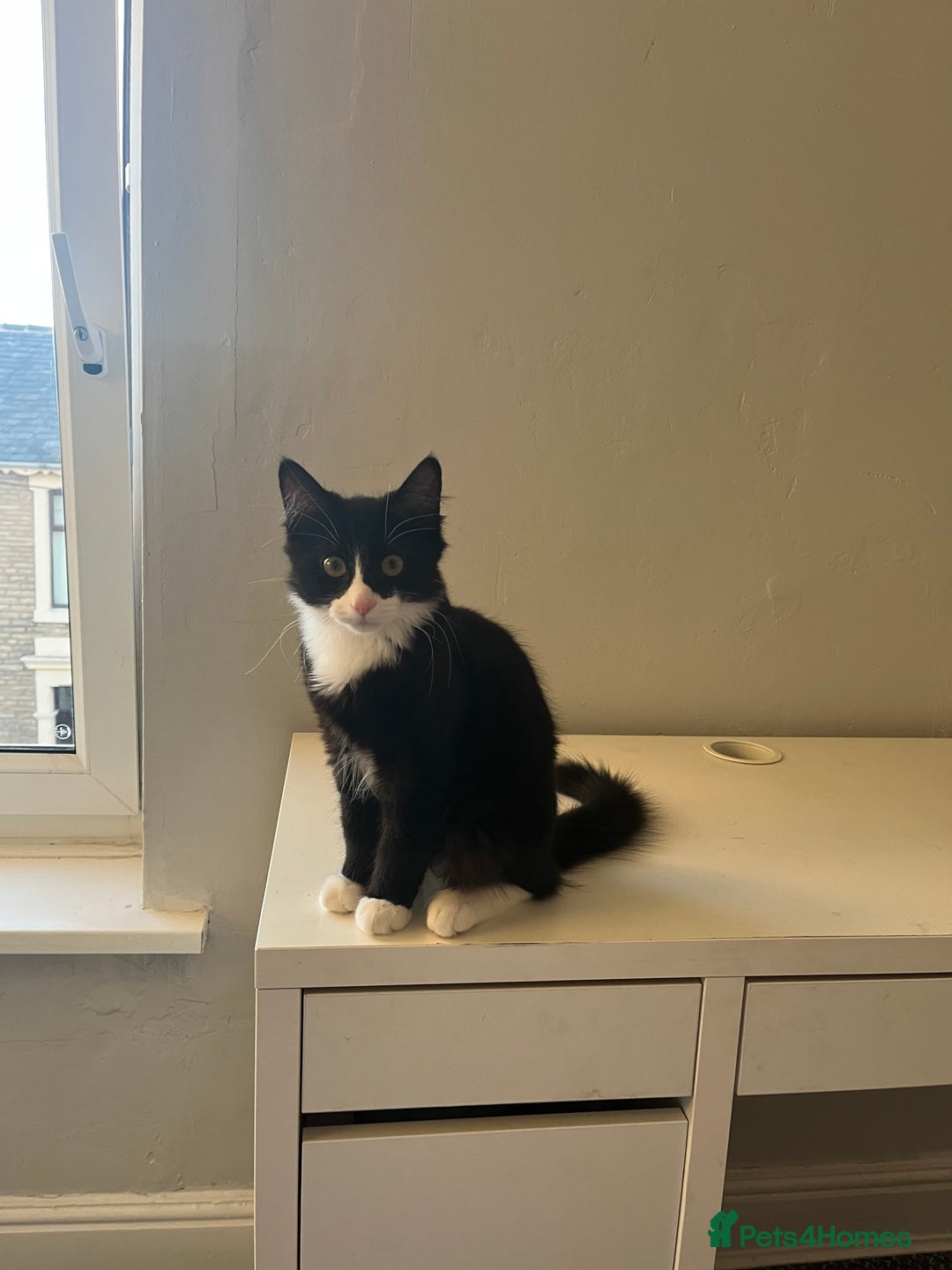Domestic Shorthair cats for sale: Male kitten for sale - Image 6