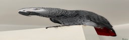 Parrots birds for sale: Our 2 loving African greys  - Advert 9