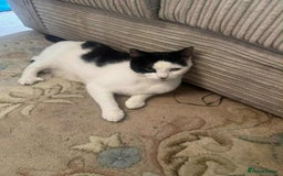 American Shorthair cats for sale: Female black and white American shorthair cat - Image 2