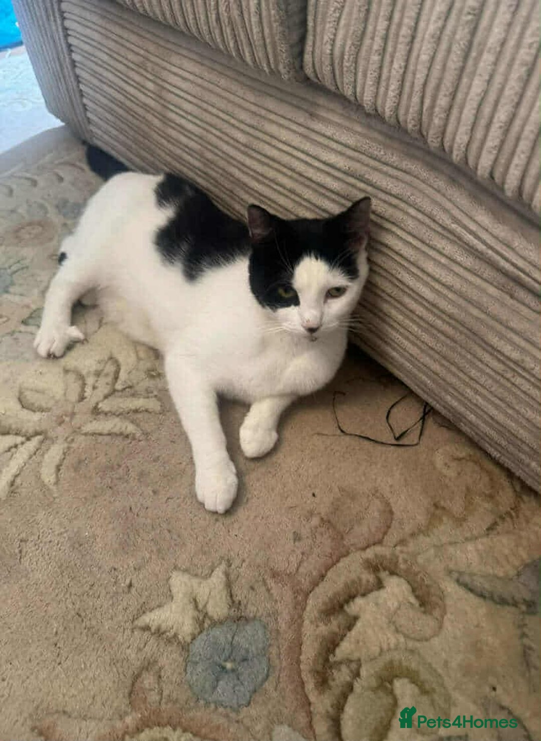 American Shorthair cats for sale: Female black and white American shorthair cat - Image 2