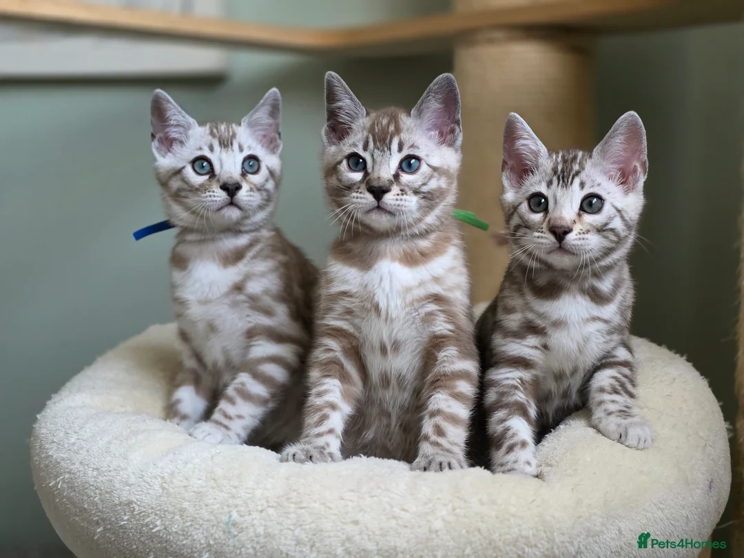 Bengal cats for sale: ❄️Outstanding Silver Snow Bengal Kittens❄️ - Advert 23