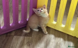 British Shorthair cats for sale: Four Adorable Kittens  - Image 6