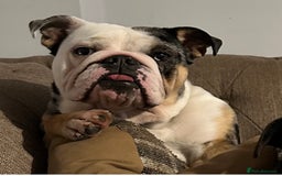 English Bulldog dogs for sale: 3 year old English bulldog  - Image 2