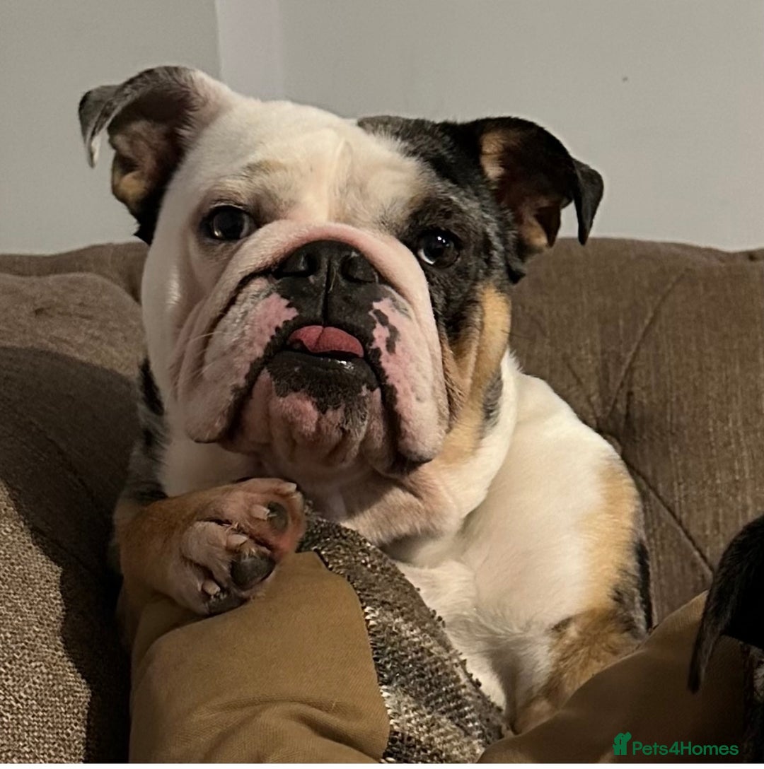 English Bulldog dogs for sale: 3 year old English bulldog  - Image 2