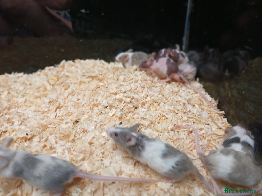 Mouse rodents for sale: Baby Fancy Pet Mice - Advert 5