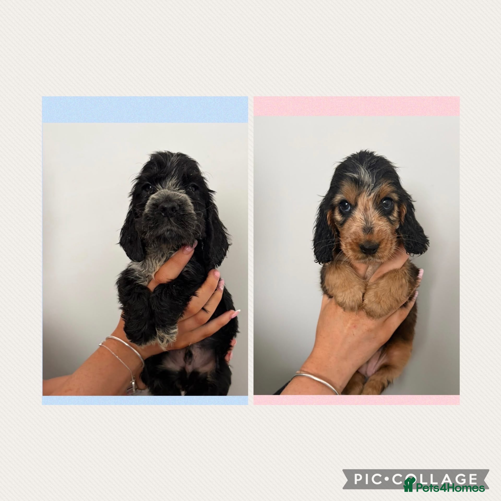 Cocker Spaniel dogs REDUCED! 1 BOY 1 GIRL,  KC REG HEALTH TESTS!! - Advert 1