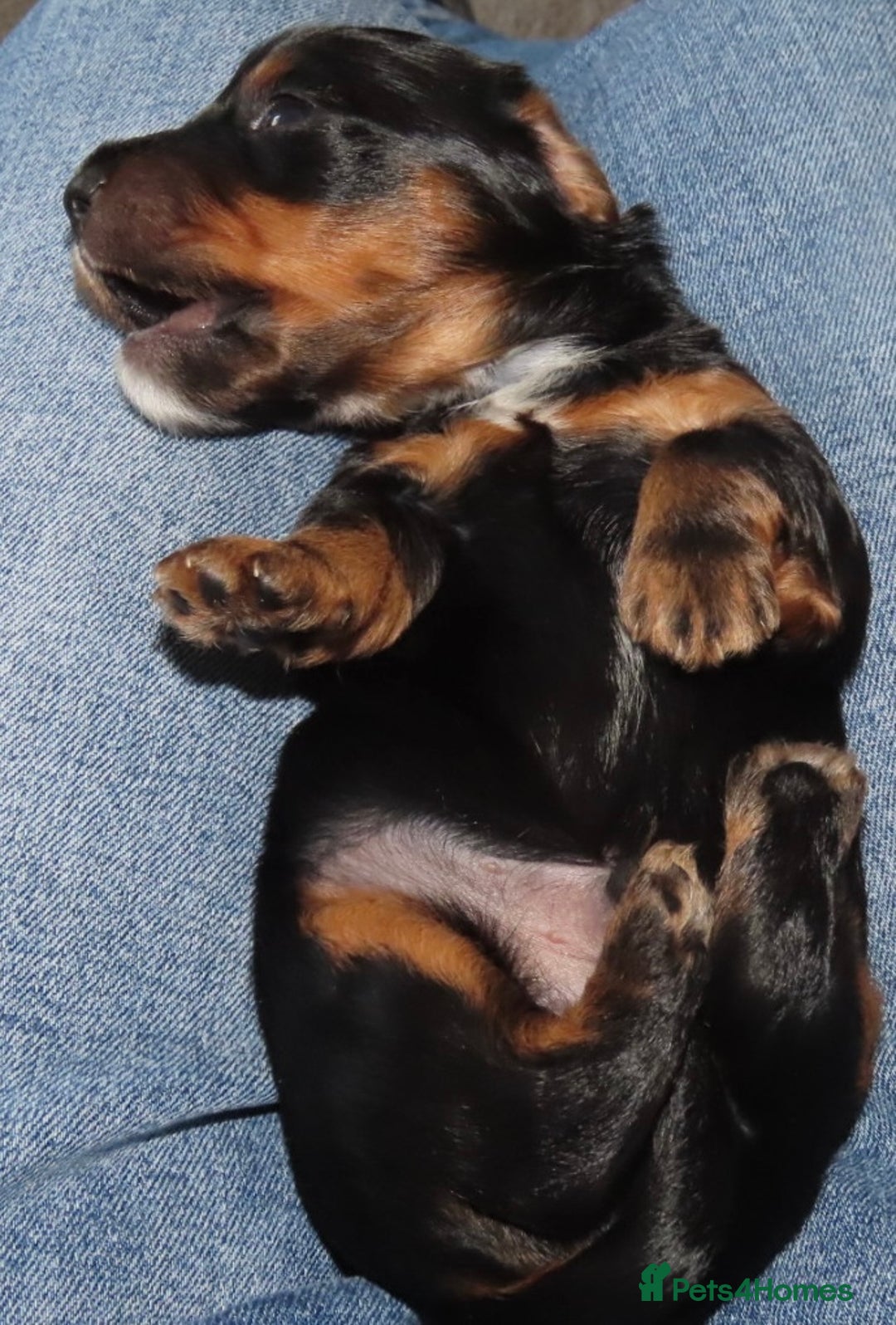 Mixed Breed dogs for sale: Dachshund Jack Russel xdachsund  - Advert 8