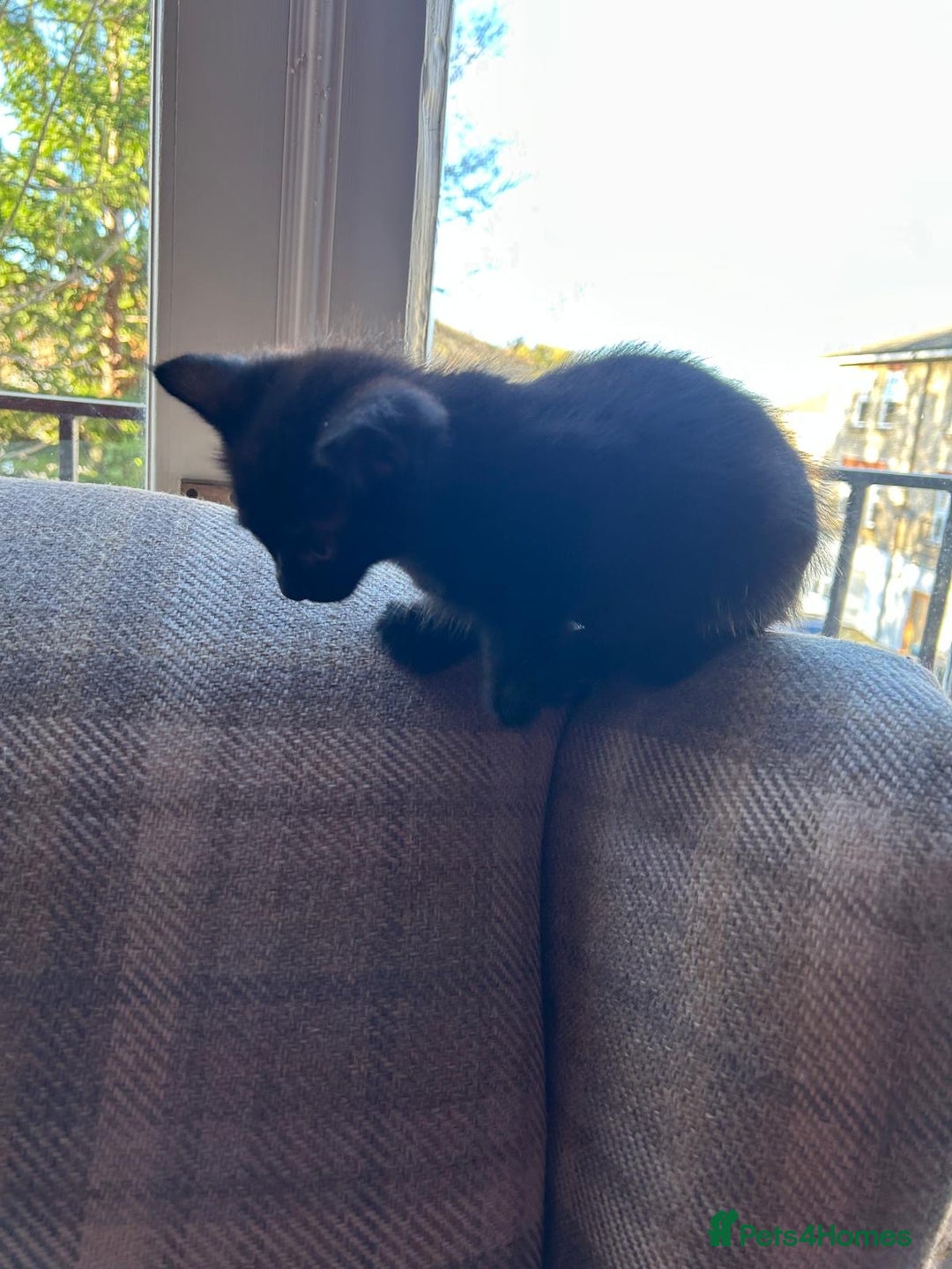 Ragdoll cats for sale:  2half Ragdoll and half domesticshorthair for sale - Advert 6