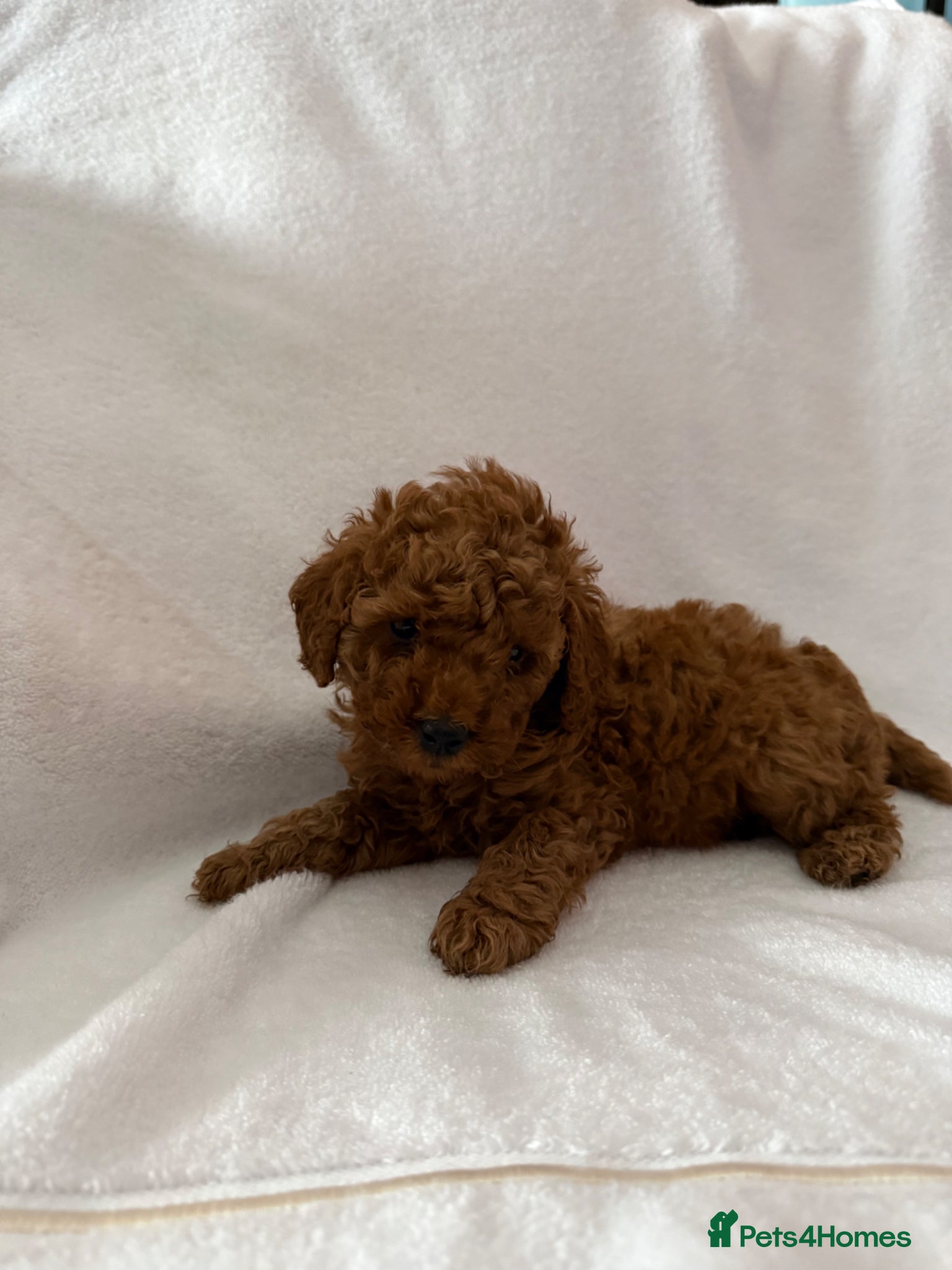 Toy Poodle dogs Two Red Toy Poodles  - Advert 1