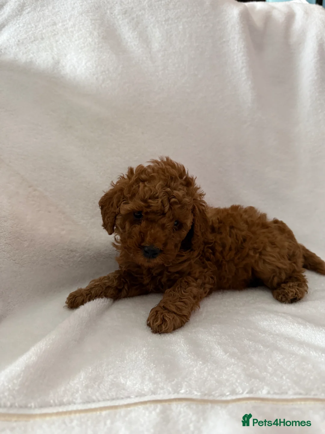 Toy Poodle dogs for sale: Two Red Toy Poodles  in Milton Keynes - Advert 1