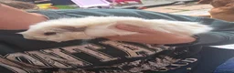 Guinea Pig rodents for sale: 4 Lovely Boy Guinea Pigs for Rehome - Advert 5