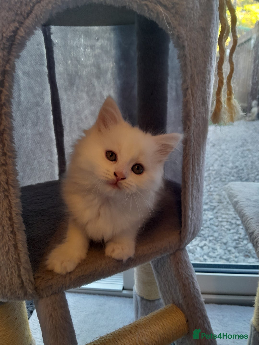 Maine Coon cats for sale: White female mainecoon kitten - Image 2