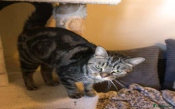Mixed Breed cats for adoption: KENYA - Image 12
