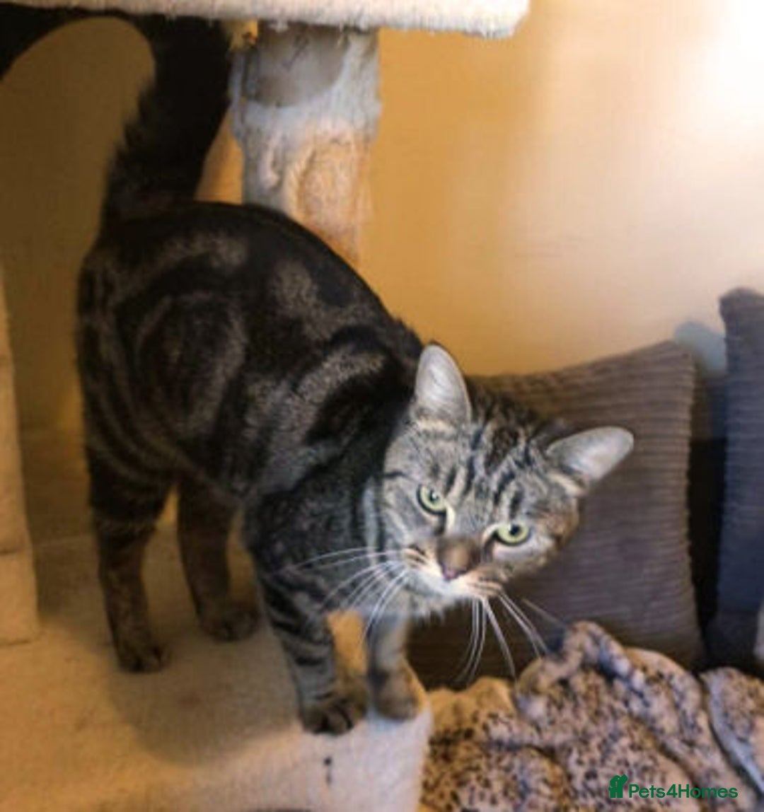 Mixed Breed cats for adoption: KENYA - Image 12