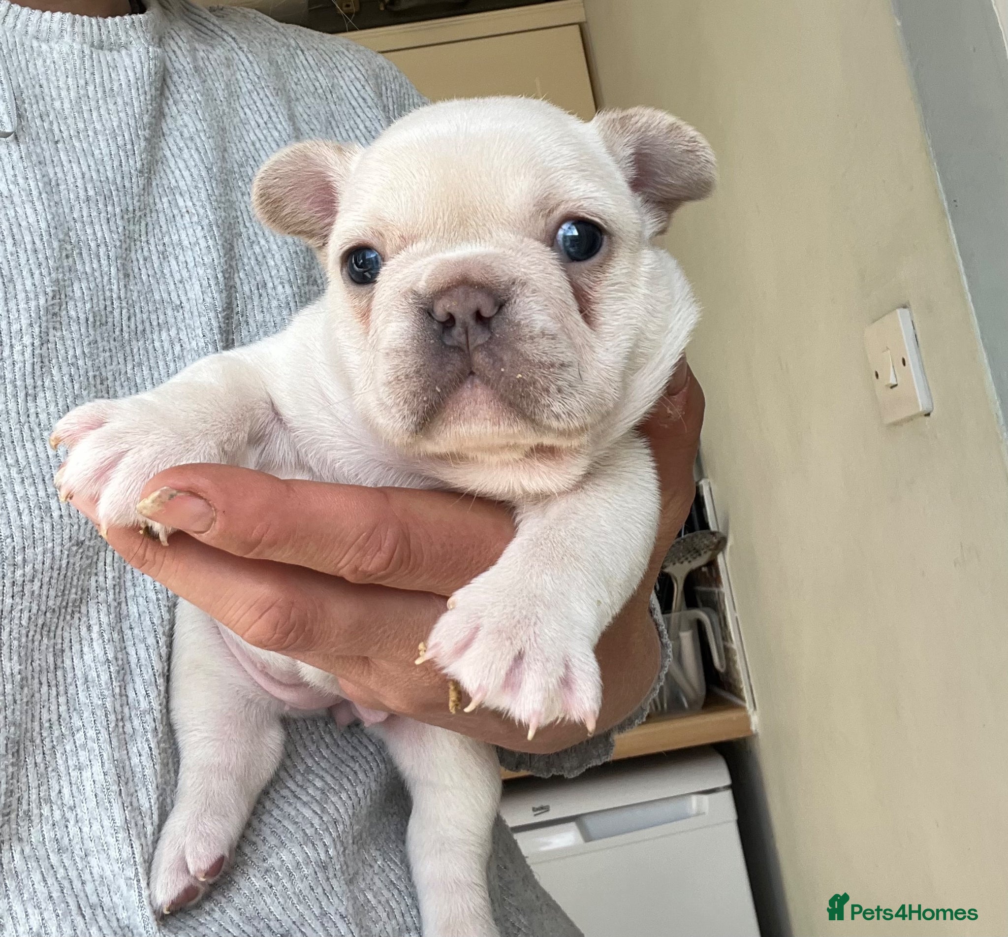 French Bulldog dogs KC Frenchies, platinum/blue masked - Advert 1