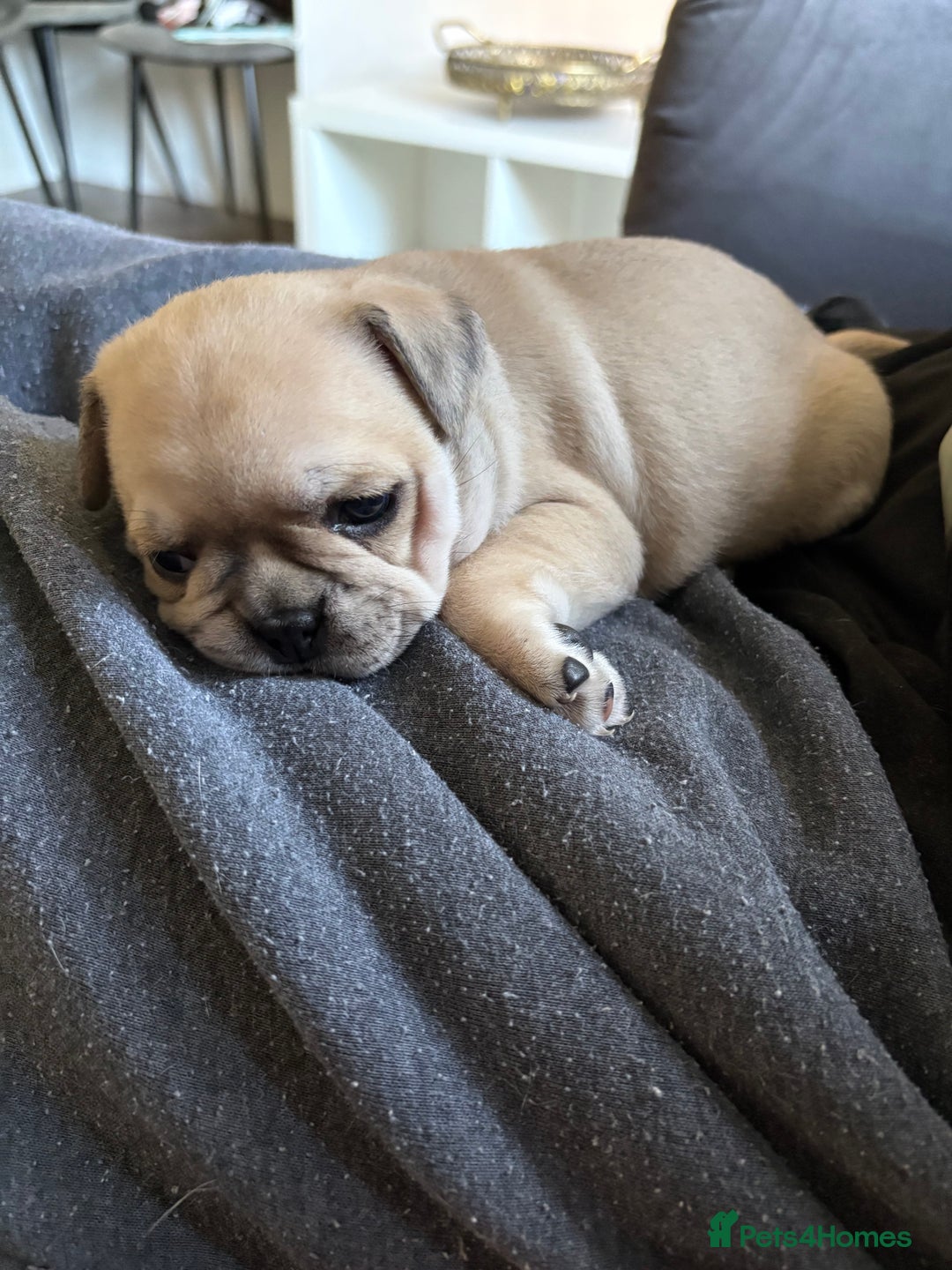 Frug dogs for sale: Beautiful baby Frug’s - Image 5
