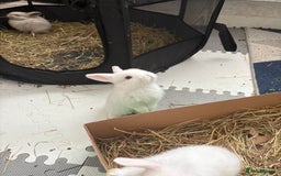 Dwarf Lop rabbits for sale: Dwarf lop fluffy baby bunnies - Image 16