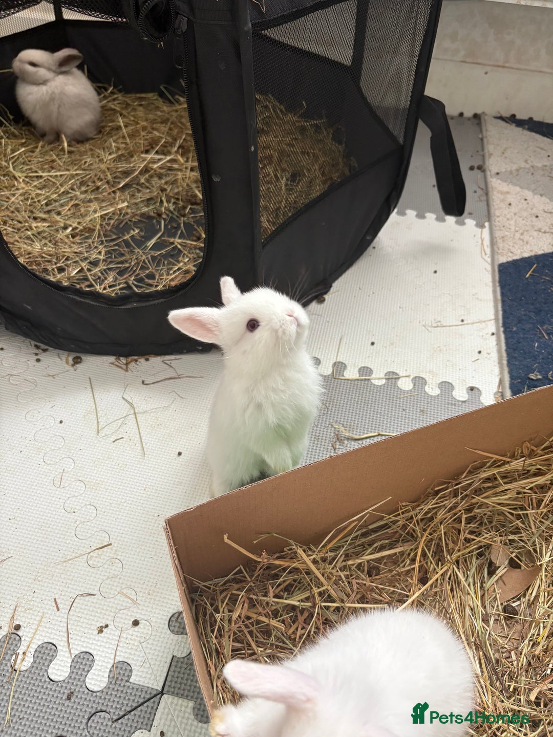 Dwarf Lop rabbits for sale: Dwarf lop fluffy baby bunnies - Image 16