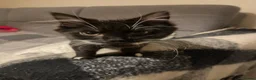 Domestic Shorthair cats for sale: Sweet Tuxedo Girl looking for a calm indoor home - Advert 14