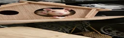 Rat rodents for sale: 2 female rats  - Advert 2
