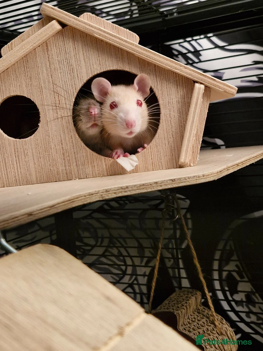 Rat rodents for sale: 2 female rats  - Advert 2