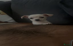 Chihuahua dogs for sale: Chihuahua - Image 3