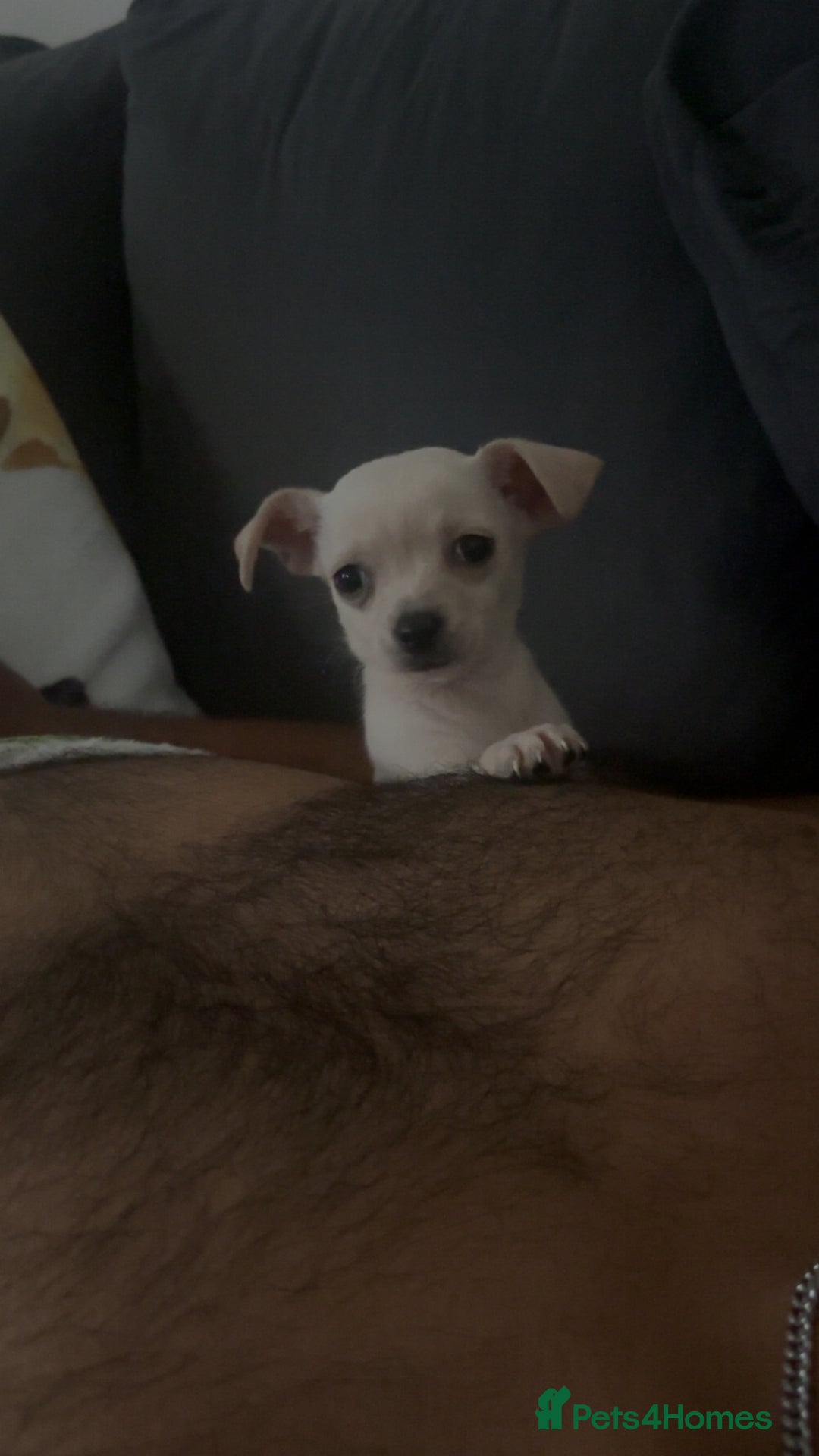 Chihuahua dogs for sale: Chihuahua - Image 3