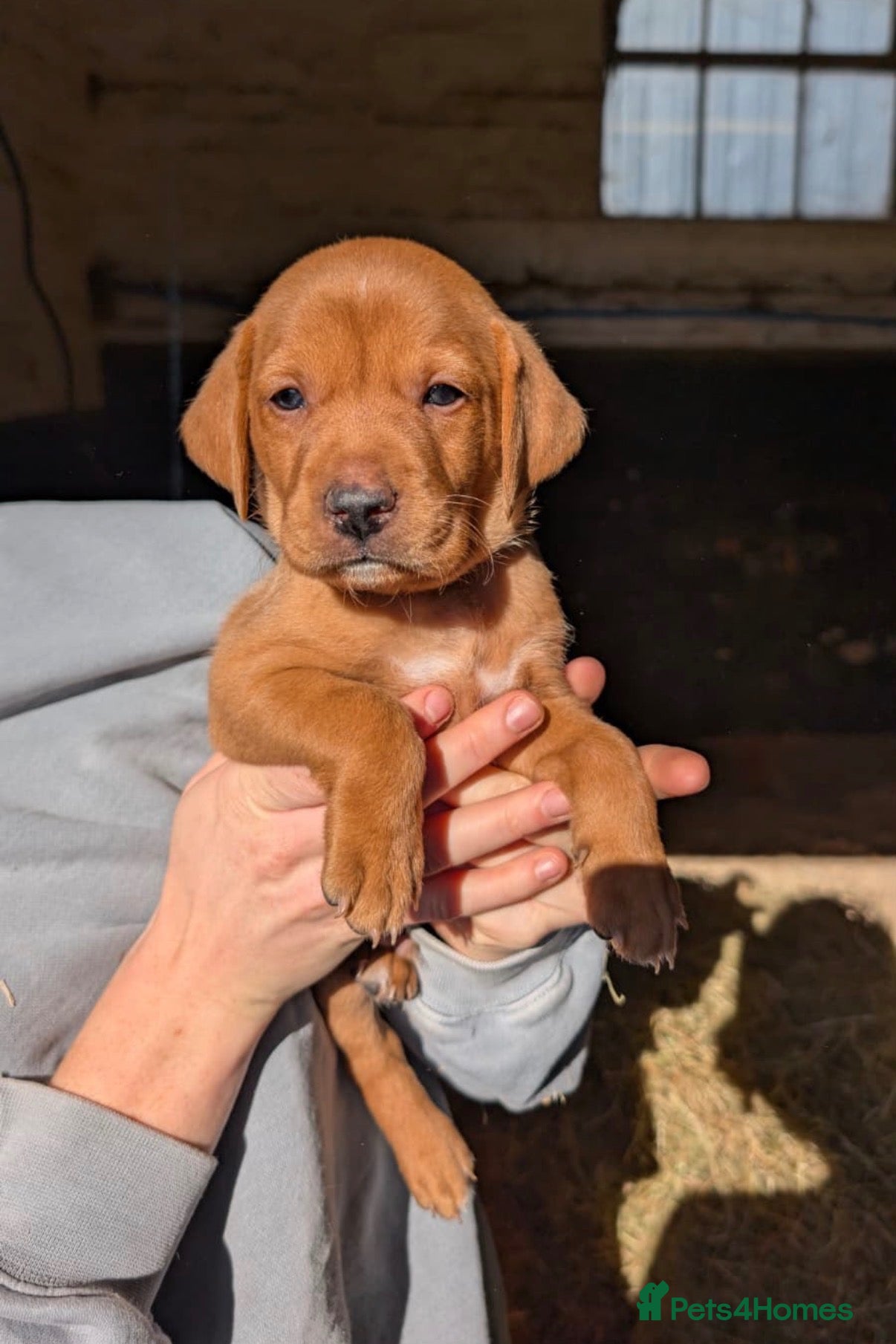 Mixed Breed dogs Vizslador puppies for sale - Advert 1